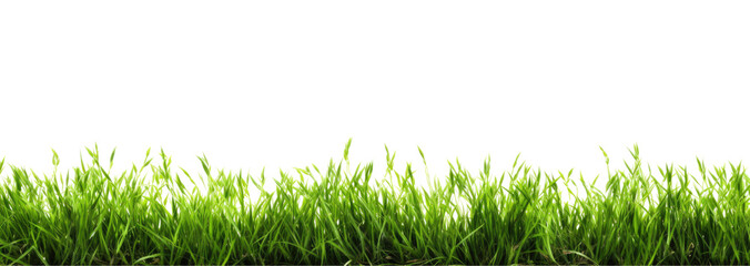 Green grass border, on a transparent background. The horizon of the green lawn. Greenfield frame, background, PNG file