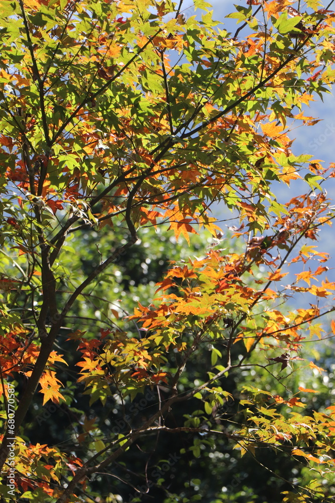 autumn leaves in the forest