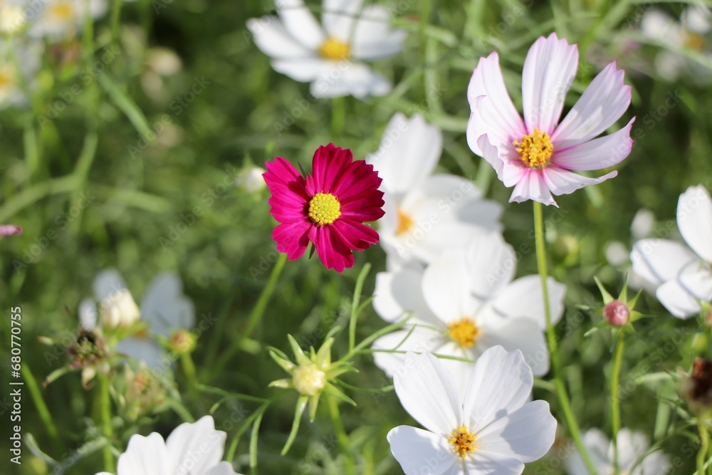 flowers in the field flowers in the field