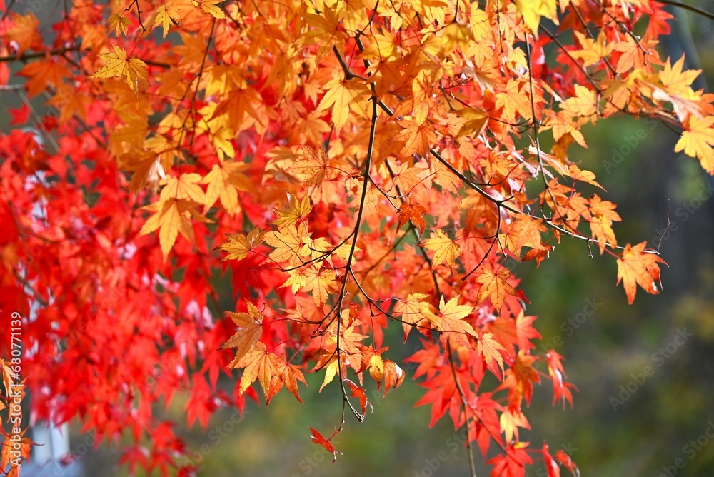 Autumn leaves of the Japanese maple. Beautiful autumn scenery in Japan. Seasonal background material. Autumn leaves of the Japanese maple. Beautiful autumn scenery in Japan. Seasonal background material.