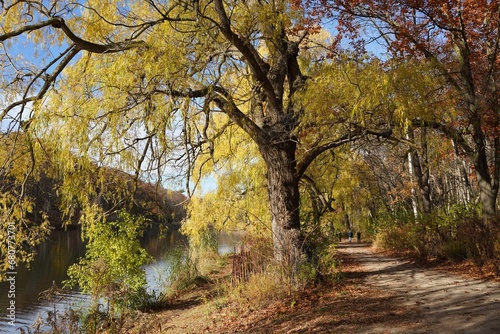 Canvas Print Forest path with willow trees in fall beside a river