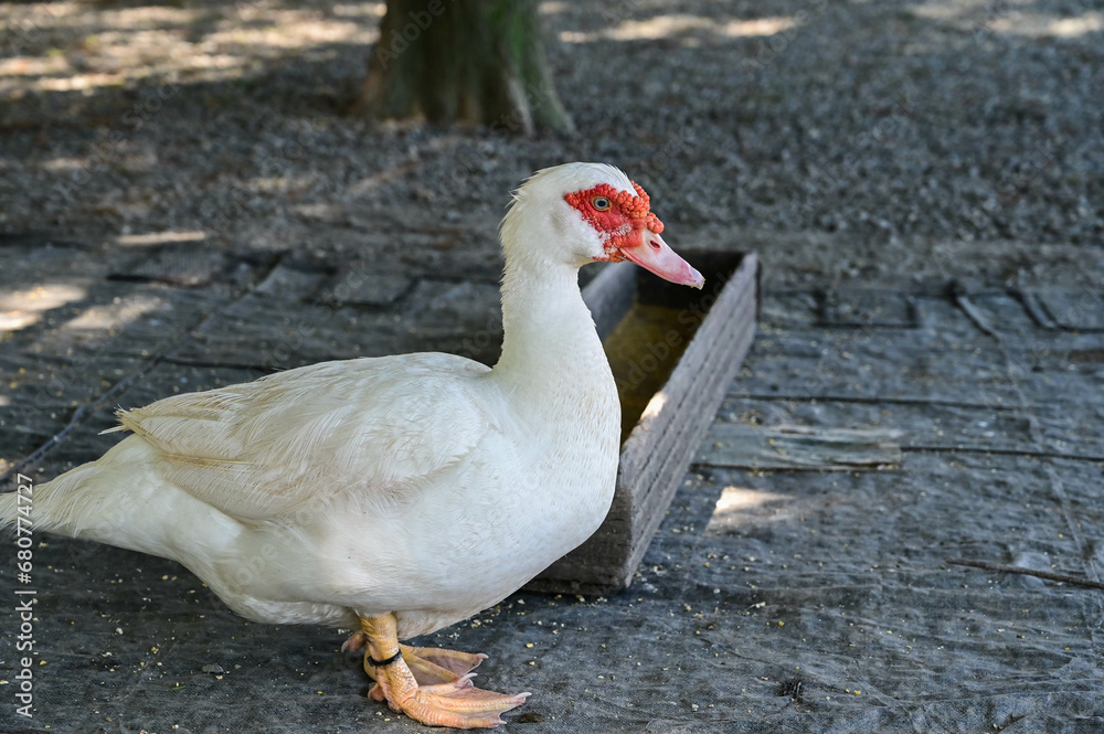 Fototapeta premium Cairina moschata duck is raised in the farm.