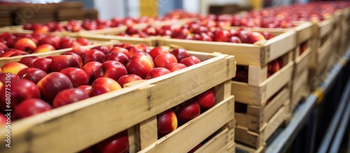 Fresh red nectarines in wooden boxes in warehouse, closeup