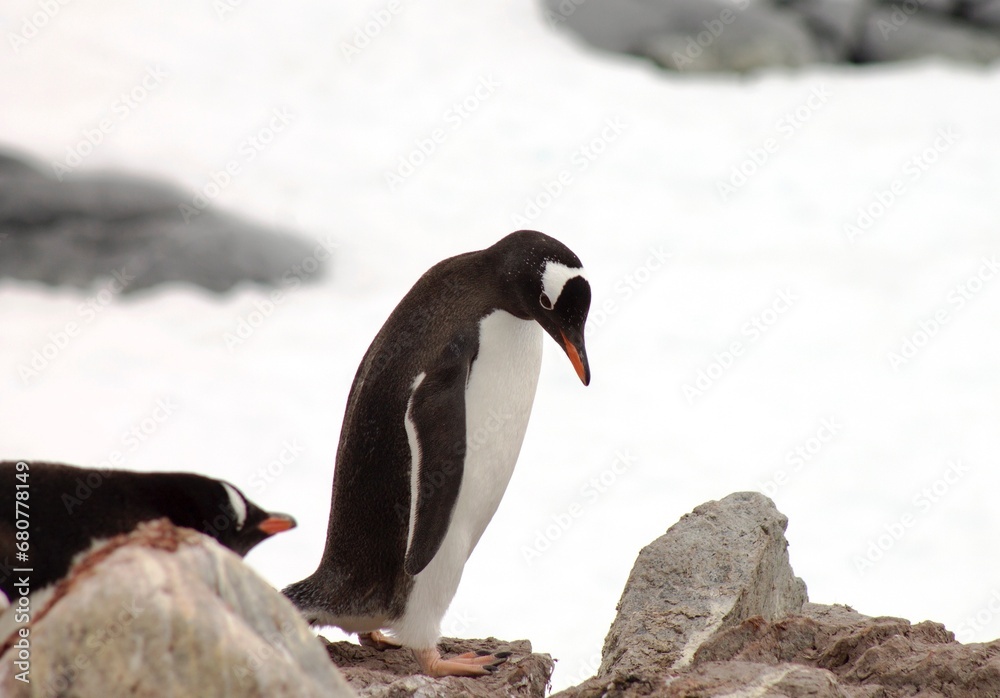 Naklejka premium penguin in polar regions