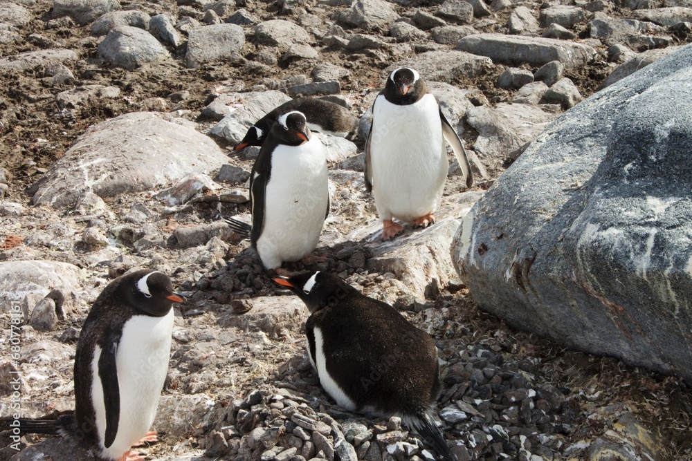 Fototapeta premium penguins on the rocks