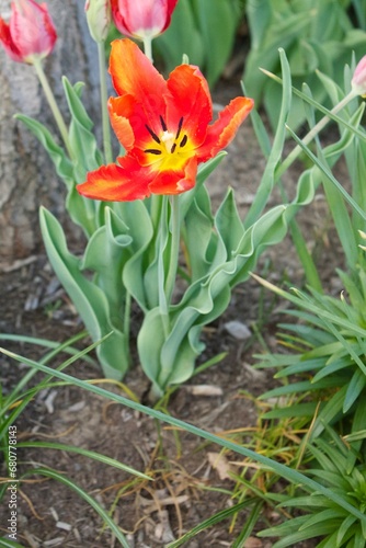 Red and Yellow Garden Flower