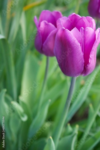 Purple tulip in the garden