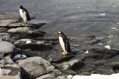 penguin on the rocks