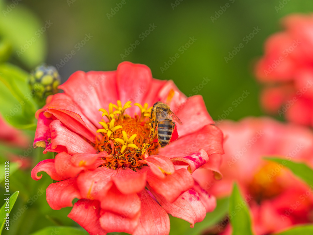 A bee collects nectar from Red marigolds flower in the garden in summer close-up. A bee collects nectar from Red marigolds flower in the garden in summer close-up.