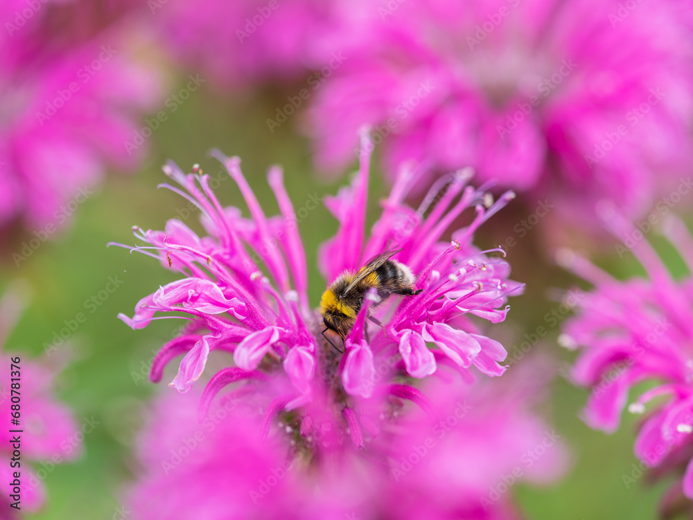 Bumblebee collecting nectar from monarda flower macro photography on a summer day. Bumblebee collecting nectar from monarda flower macro photography on a summer day.