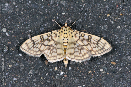 オオワタノメイガ（北海道・鶴居村）
 photo