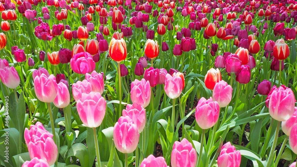 Fototapeta premium Beautiful and lovely pink tulips and green leaves in the field