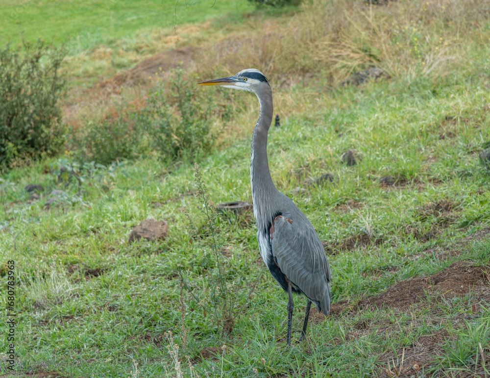 Fototapeta premium Close-up of a Great Blue Heron in Escondido, Southern California