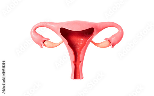 Human uterus model, 3d rendering.
 photo