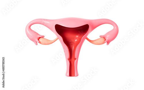 Fototapeta Human uterus model, 3d rendering. 