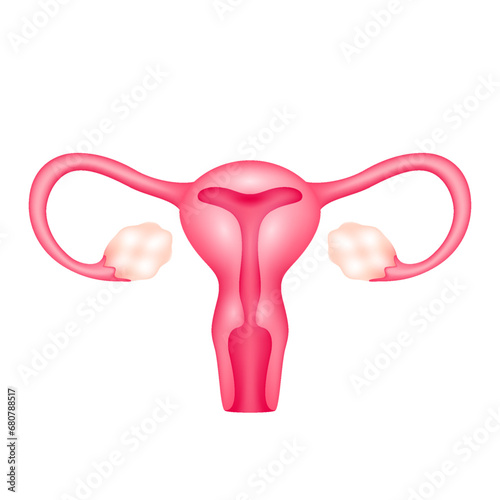 Female uterus human internal organ anatomy model isolated on a white background. Medicine and science concept. 3D icon vector illustration. For advertisements about health care.