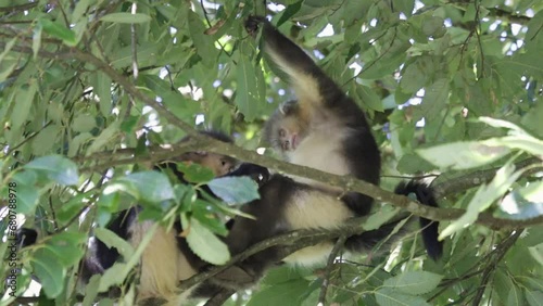 Yunnan Black Snub-Nosed Monkey (Rhinopithecus Bieti) photo