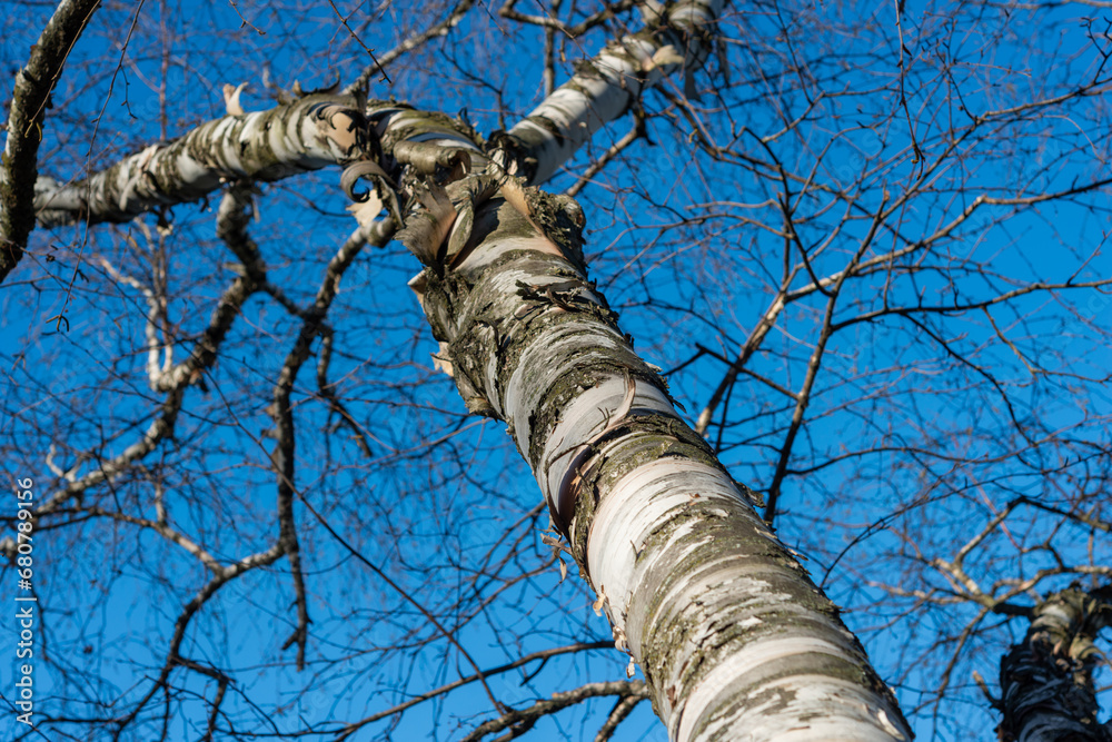 Fototapeta premium glancing up at a bare birch tree with many small branches on a blue sky