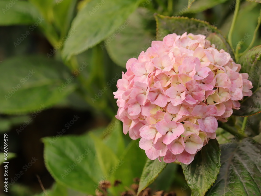 Un racimo de flores rosadas entre hojas verdes Un racimo de flores rosadas entre hojas verdes