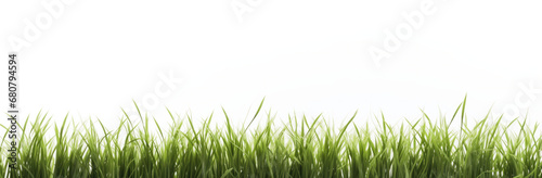 A row of green grass blades is isolated on a white