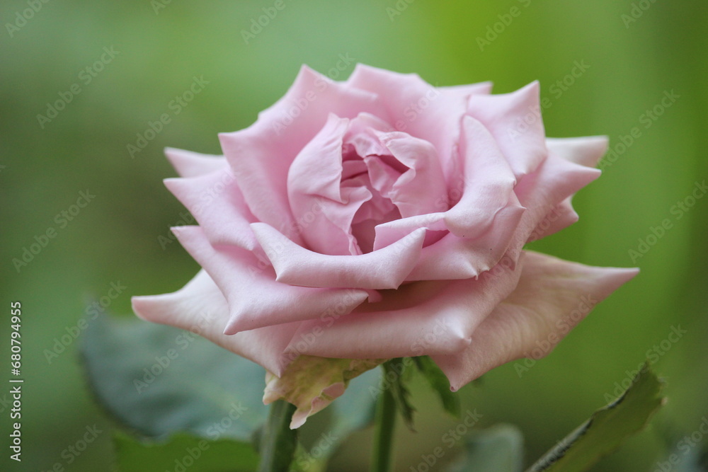 close up of beautiful pink roses blooming close up of beautiful pink roses blooming