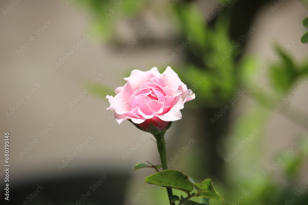 close up of beautiful pink roses blooming