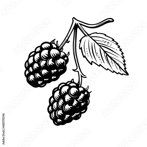 Blackberry Vector