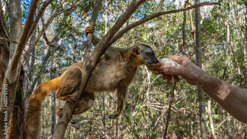 Common brown lemur is sitting on a tree, holding the branches with its paws. A charming animal drinks water from a shell, which is held out to him by a human hand. Madagascar. Kirindy Forest