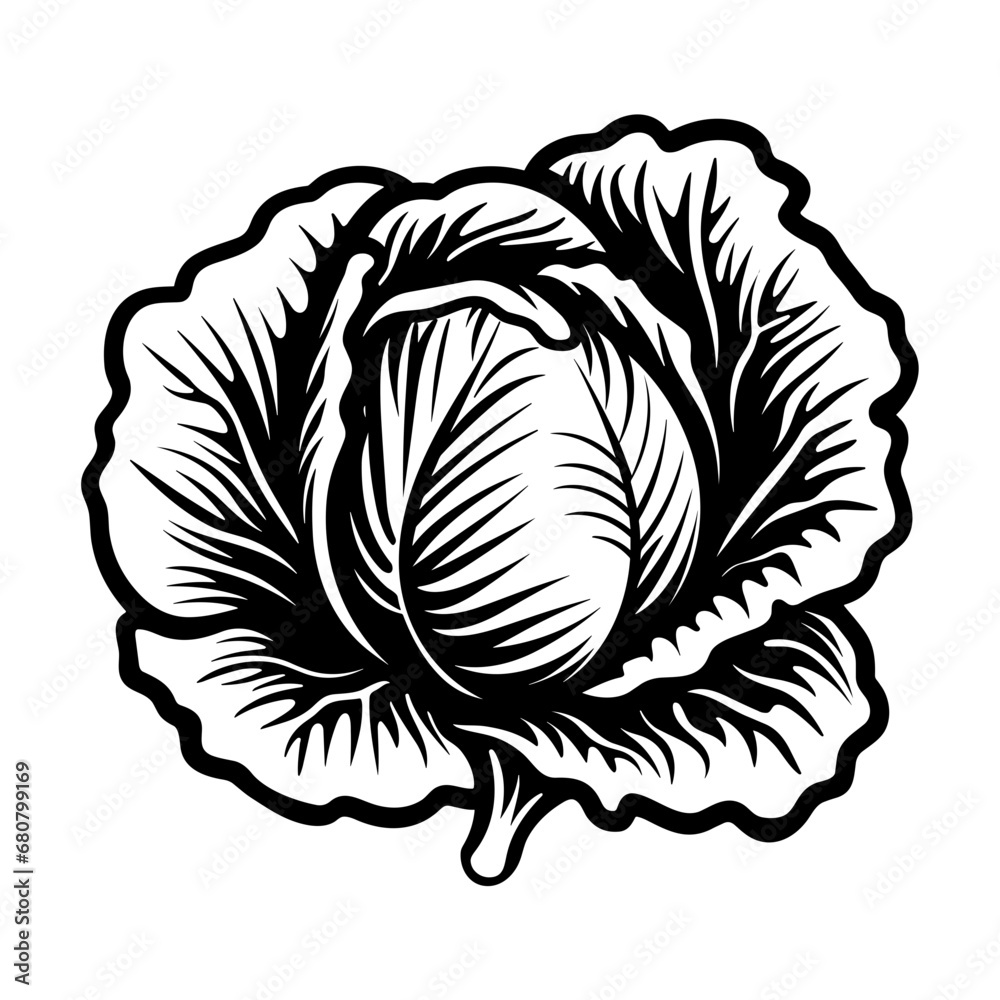 Obraz premium Hand Drawn Illustration of Cabbage. SVG Vector