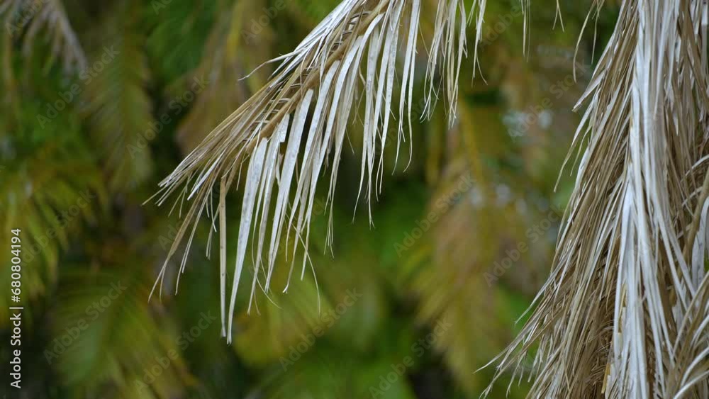 Dry dead palm tree on Florida home backyard uprooted after hurricane ...