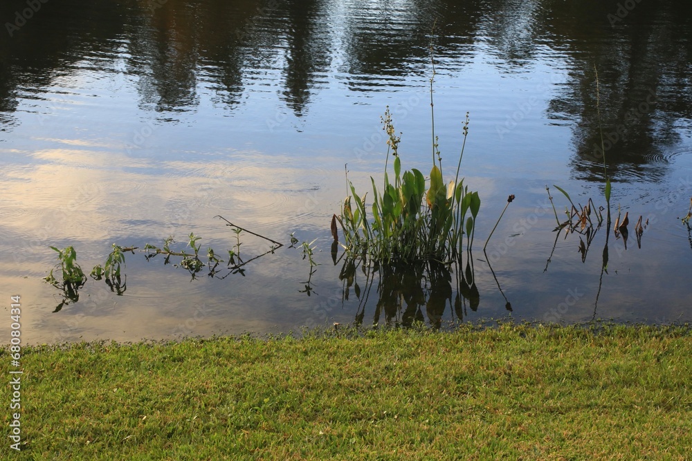 Aquatic type plants in the calm pond
