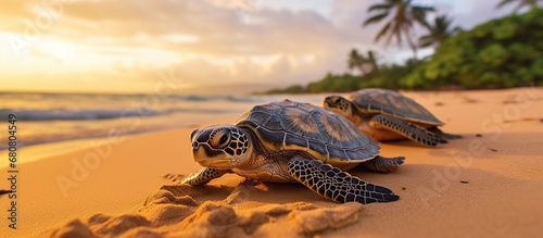 a group of Sea turtles on the beach