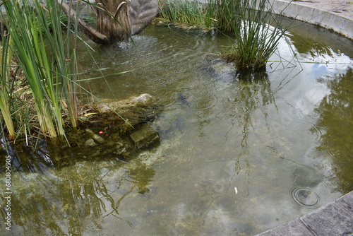 Peces - Pileta en talavera