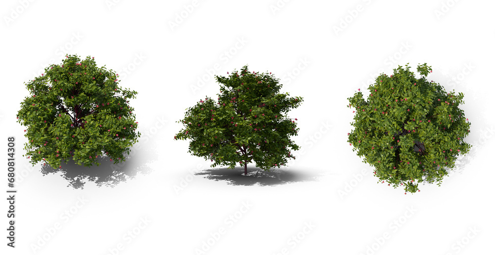 Fototapeta premium flowering bush on transparent background