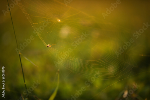 spider on the web.