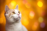 Close-up of cute cat gazing at something with beautiful bokeh background