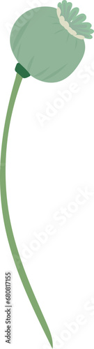 Opium poppy flower illustration
