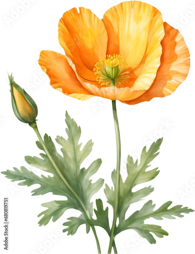 Watercolor wildflower clipart