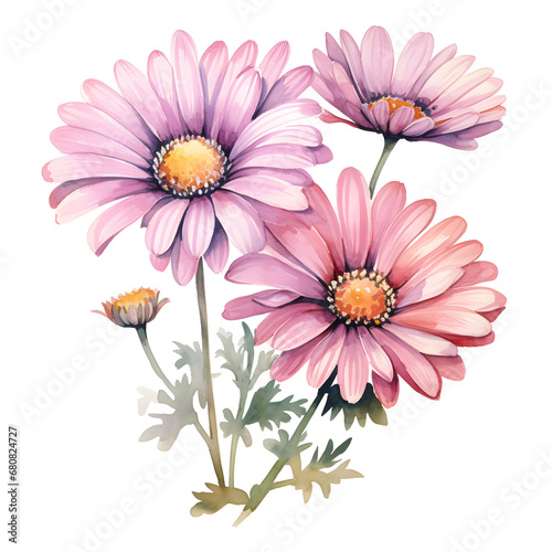 Daisies  Flowers  Watercolor illustrations