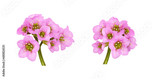 Photography Set of pink flowers of bergenia crassifolia isolated on white or transparent bac