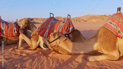 Close up of camels lying on sand of Wadi Rum, Jordan. Handheld photo