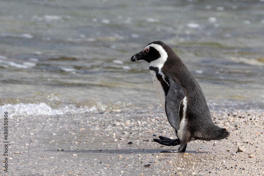 Obraz premium Ein Brillenpinguin läuft zum Meer in der Seitenansicht