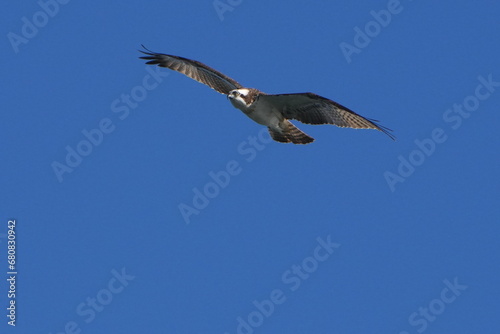 osprey is hunting afish photo