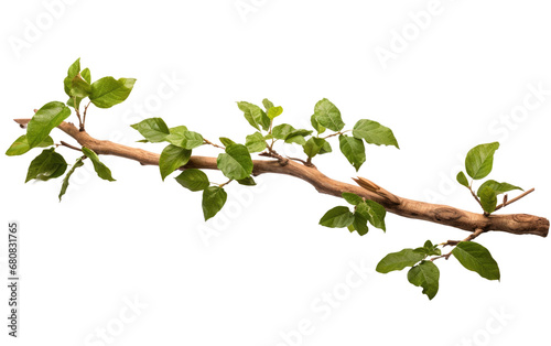 Marvelous Green Color Banisteriopsis Caapi Isolated on Transparent Background PNG.