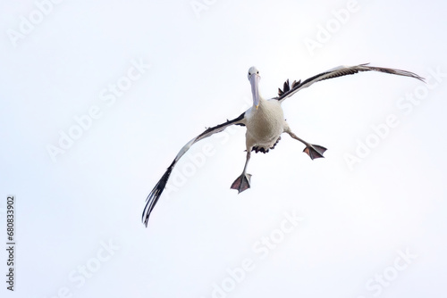 An Australian Pelican looking clumsy as it comes in for a landing photo