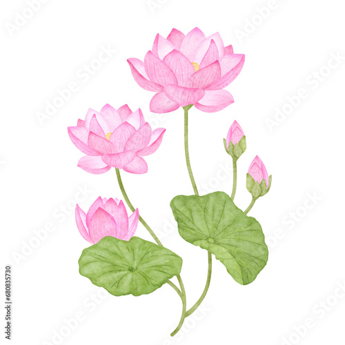 水彩風のピンク色の蓮の花