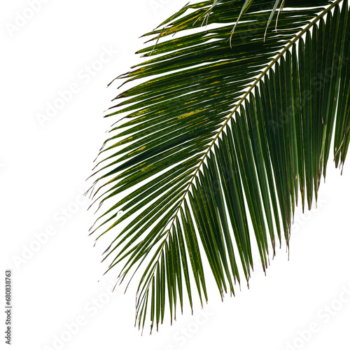 coconut palm leaf isolated for object and retouch design. 