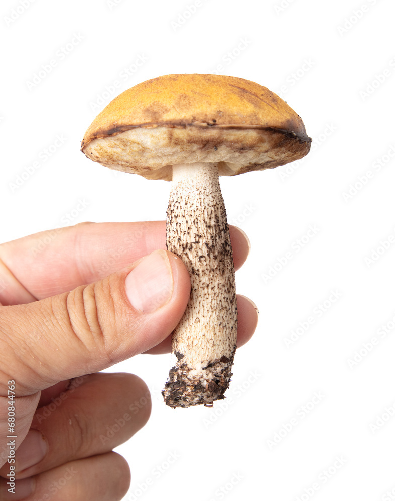 Edible mushroom in hand isolated white background Edible mushroom in hand isolated white background