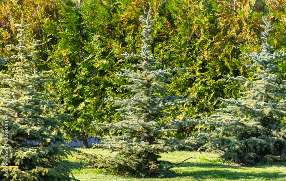 Small green Christmas tree in nature in summer Small green Christmas tree in nature in summer