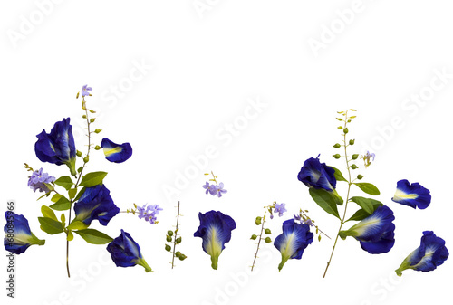 Fototapeta Naklejka Na Ścianę i Meble -  blue flowers butterfly pea local flora arrangement flat lay postcard style 